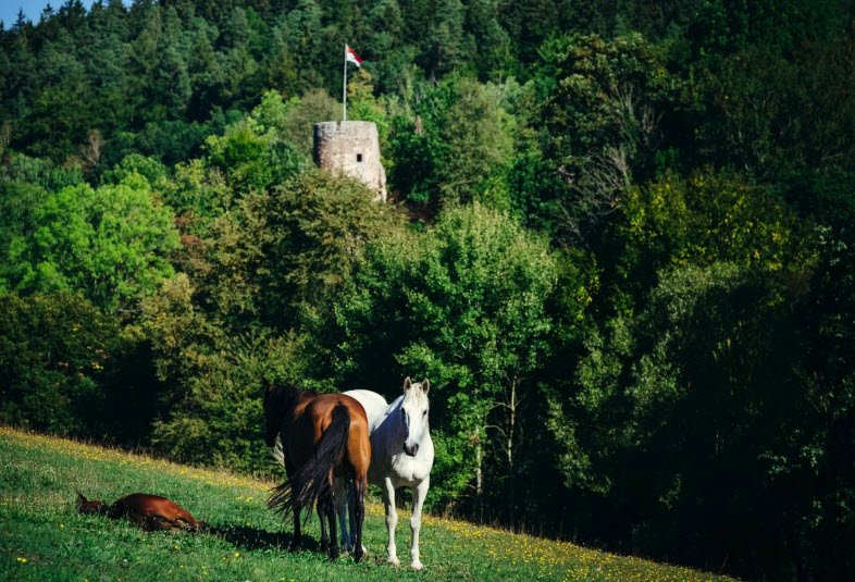 Burgruine Wallenstein, Knüllwald, Germany